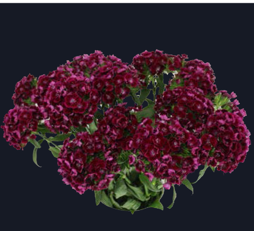 Dianthus –Aston Villa (50) 