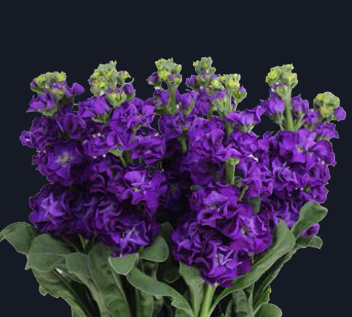 Matthiola-Iron Purple (50)  