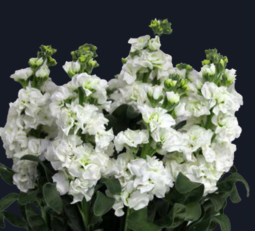 Matthiola-Iron White (50)   