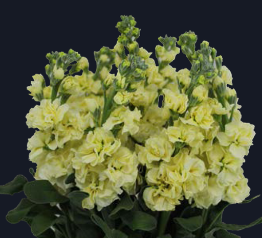 Matthiola-Iron Yellow (50)   