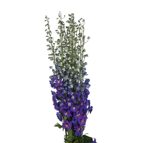 Delphinium-Dewi Blue Star (70) 