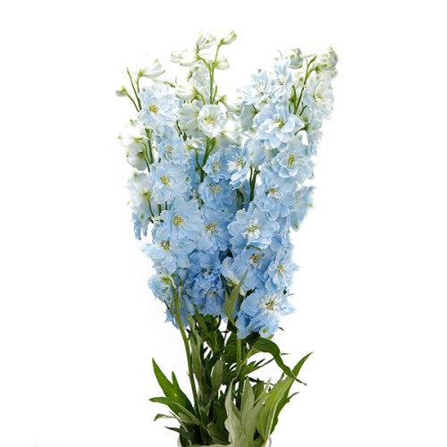 Delphinium-Dewi Boy (70)  