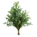Eucalyptus-Parvifolia(50)