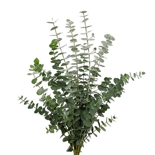 Eucalyptus-Baby blue(50)