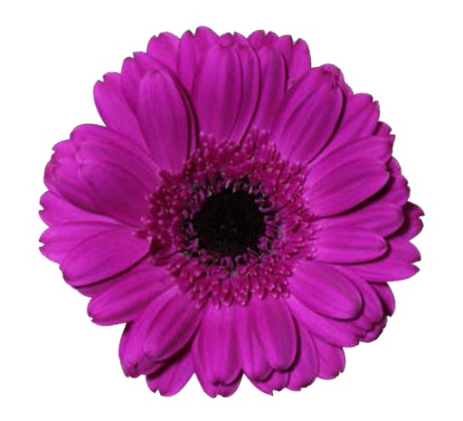 Germini Anna- (50) 