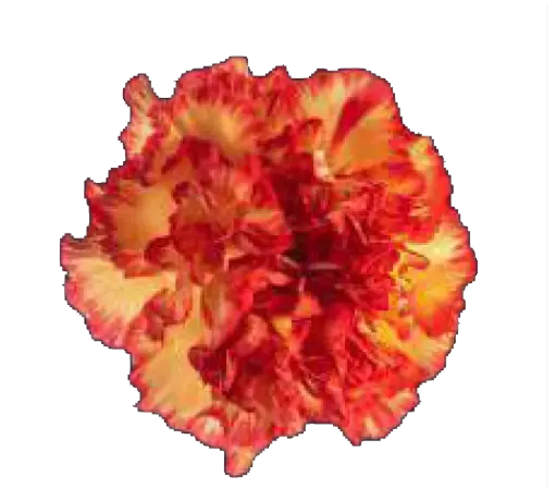 Carnation Single-Red-(10 Stems)