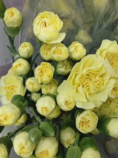 Carnation Spray-Yellow (50)