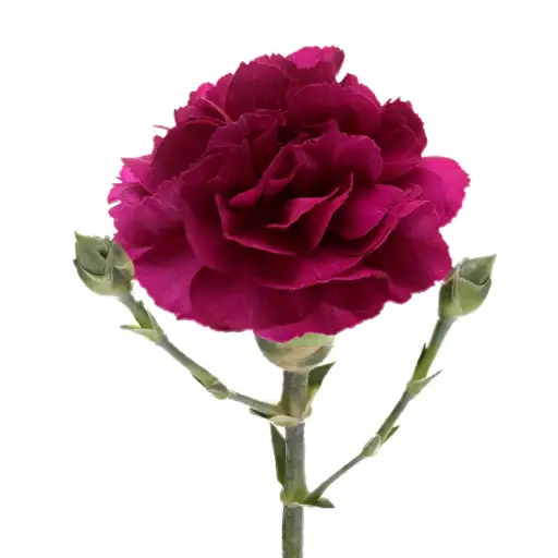 Carnation Spray-Purple (60) 