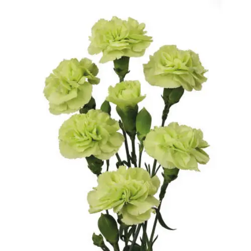 Carnation Spray-Green (60) 
