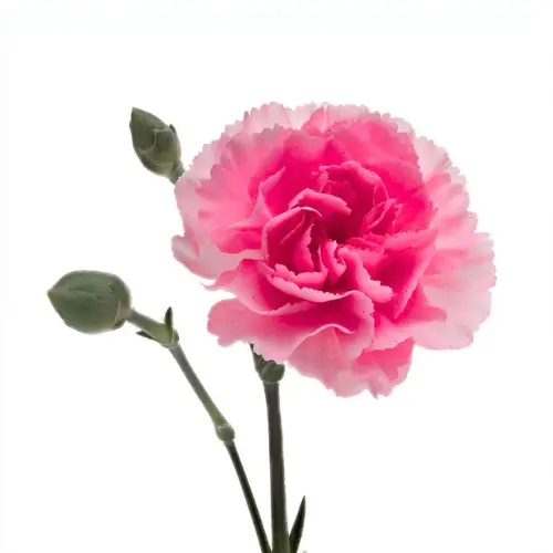 Carnation Spray-Cerise (60) 