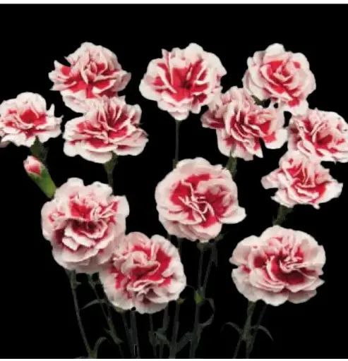 Carnation Spray-Phantom (60) 