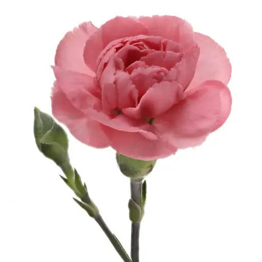 Carnation Spray- Light Pink (60) 