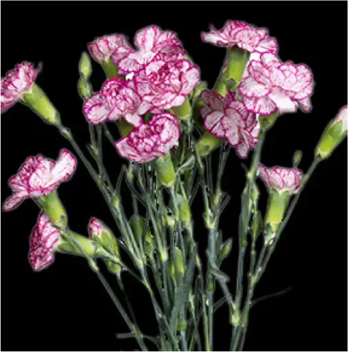 Carnation Spray-Purple (50) 