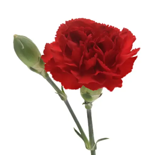 Carnation Spray-Red (60) 