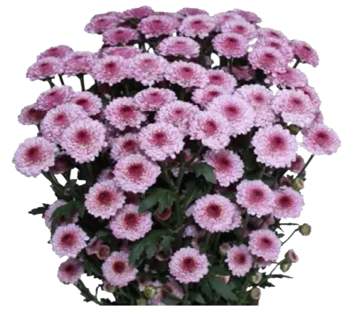 Calimero -Pink (60) 
