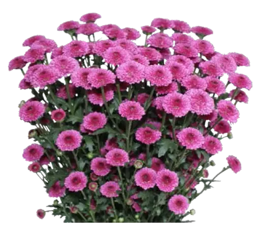 Calimero -Purple (60) 
