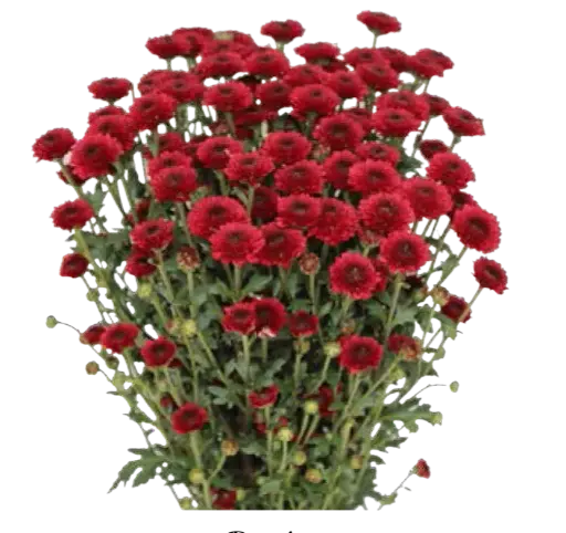 Calimero -Red (60)