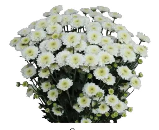 Calimero -Snow White (60)