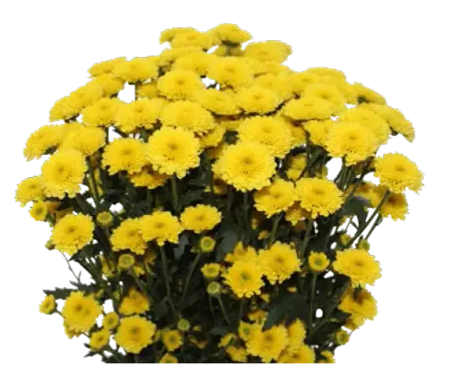 Calimero Sunny yellow (60)  