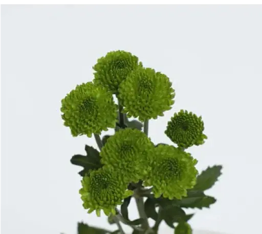 Chr Spray-Country (60)