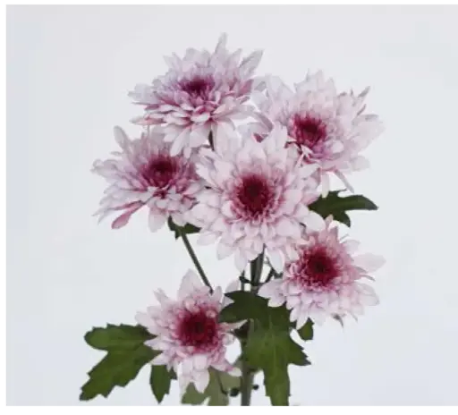 Chr Spray-Dante Pink (70) 