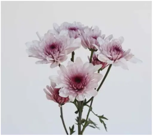 Chr Spray-Malibu Pink (60)