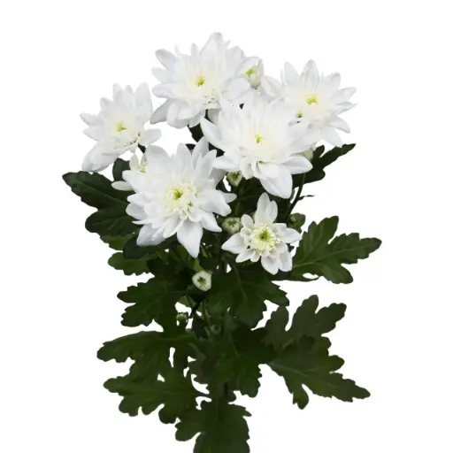 Chr Spray-Pina Coloda (70) 