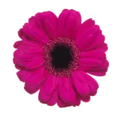 Germini Virgil - (50)