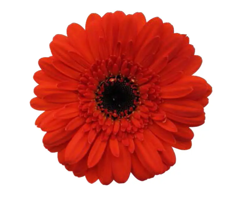 Germini Polster- (50)