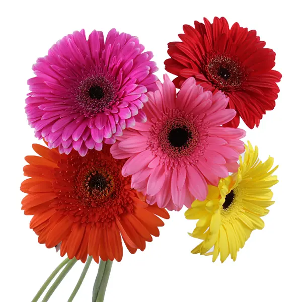 Germini Mix Colour -(50)