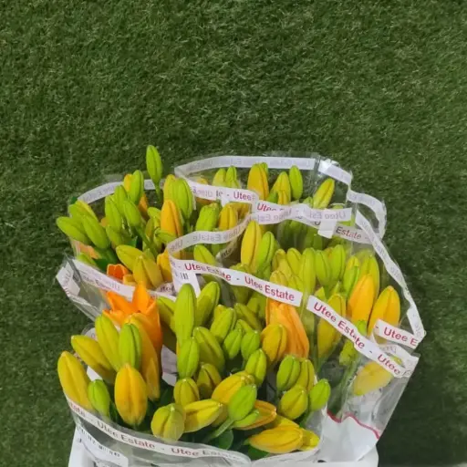 Lilly Asiatic-Sunderland Orange (70)