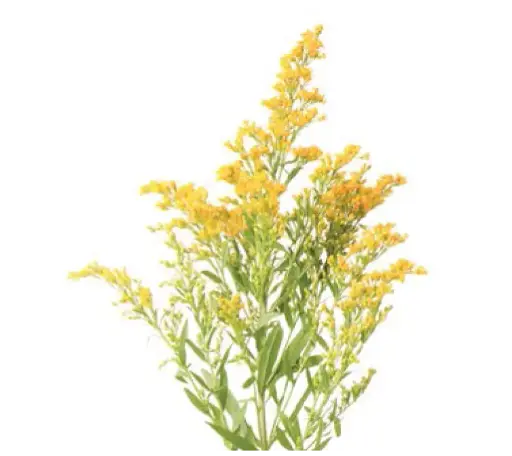 Solidaster (60) - 10 Stems