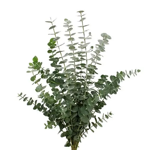 Eucalyptus-Baby blue(50)