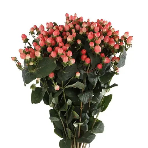 Hypericum-Magical Triumph (60)