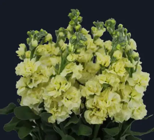 Matthiola-Iron Yellow (50)