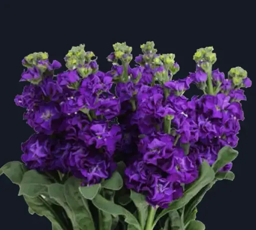 Matthiola-Iron Purple (50)