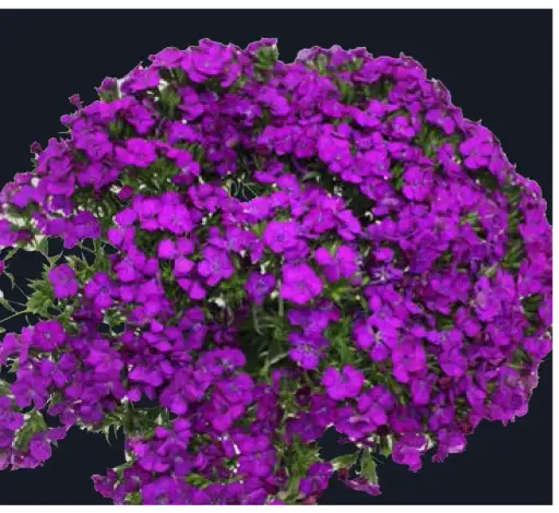 Dianthus-Amazon Neon Purple(50)
