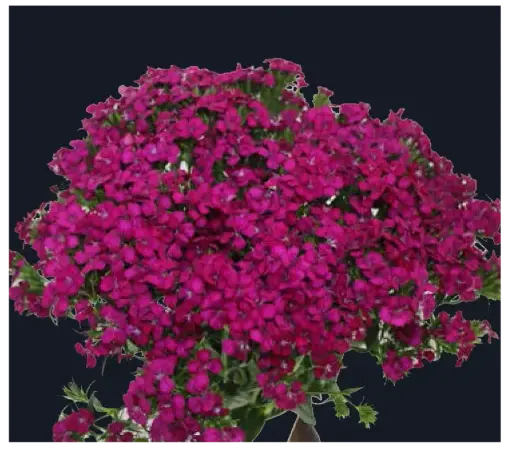 Dianthus-Amazon Neon Cherry(50)