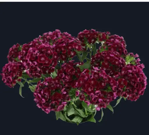 Dianthus –Aston Villa (50)
