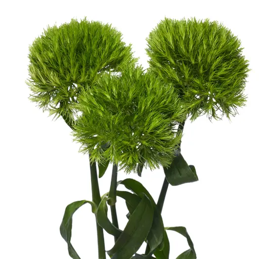 Dianthus - Kiwi Mellow (50)