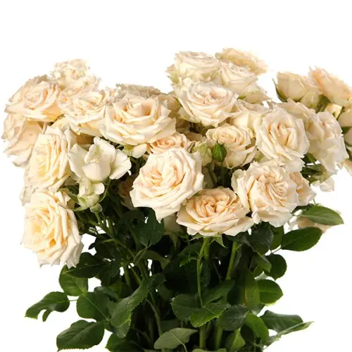 Spray Rose-Salinero(60) 