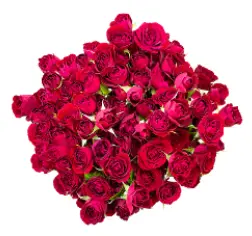 Spray Rose - Red Mikado (50) EC