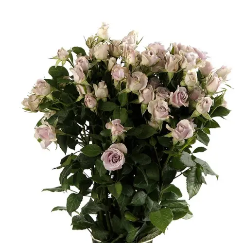 Spray Rose-Silver Shadow(60)