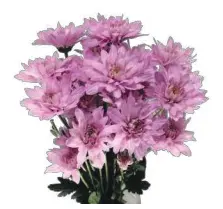 Chr Spray-Petrushika (60)